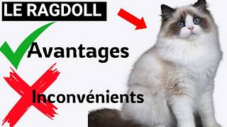 Ne Choisissez Pas un CHAT RAGDOLL Sans Voir Ceci   Avantages et Inconvénients [upl. by Llenor]