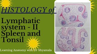 Histology of Spleen and Tonsil step by step drawing with brief description [upl. by Farrel]