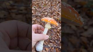 La toxicité par contact champignon educatif apprendresuryoutube mycologie amanitetuemouche [upl. by Naniac772]