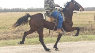 Sold  Genesis  Standardbred Trotter Filly Rosharon Tx [upl. by Naarah]