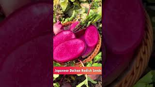 Japanese daikon Radish Seeds [upl. by Latrina]