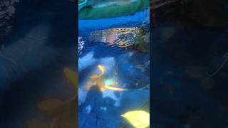 Fish Pond Ka View  professor fishy frenzy ytshorts shorts [upl. by Hedaza]