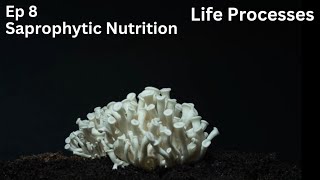 Ep 8  Saprophytic Nutrition  Life Processes  Class 10 [upl. by Yenor]