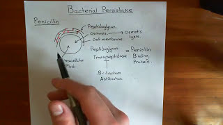 Bacterial Persistance Part 1 [upl. by Kask983]