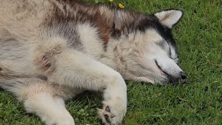 Retired Husky Gets Called In For The Night [upl. by Dearborn866]