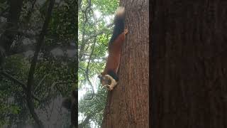 We saw squirrel while we are going for temple [upl. by Anhpad24]