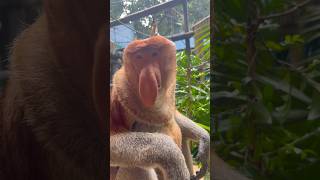 Proboscis monkey amazing video [upl. by Buckler]