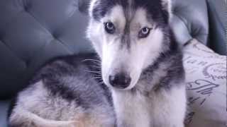 Mishka the Talking Huskys AWESOME Music Video [upl. by Annet]