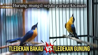 Suara merdu tledekan gunung vs tledekan bakau gacorsyahdu banget [upl. by Enar]