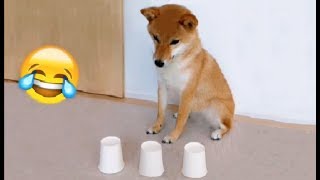 Shibe gets Bamboozled [upl. by Anairol36]