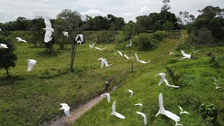 Llanos Orientales Colombia por Drone Versión Extendida [upl. by Zerdna]