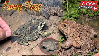 🐸Boing boing catching froggy funny  wep wep catch frogs make you laugh Part 08funny frogs shorts [upl. by Airetas596]