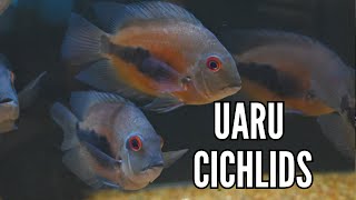 How to Keep Uaru Cichlids  Complete Care amp Breeding Guide [upl. by Rolyab]