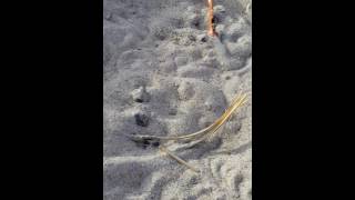 Baby Sea Turtles hatching in Kure Beach [upl. by Naimaj301]