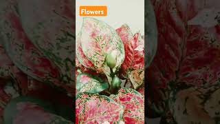 Beautiful flowers asmr satisfying plants viralvideo trending youtubeshorts shorts short [upl. by Quill]