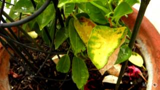 Whats wrong my mandevilla  Daphne Richards  Central Texas Gardener [upl. by Leduar780]