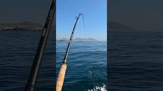 Big Yellowtail smokes the swimbait cedrossportfishingwithtoro9502 [upl. by Brout]