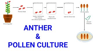 Anther and Pollen or Microspore culture  Production of male haploid plants  Androgenesis [upl. by Htelimay]