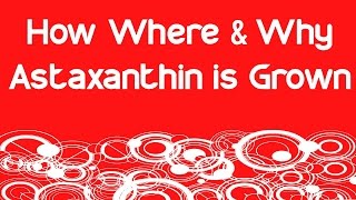 How Where amp Why Astaxanthin is Grown [upl. by Towne]