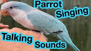 Quaker Parrot Singing  Talking  Quaking  Sounds  Noises  Parakeet Sounds  Quaker Parrot [upl. by Nageem]