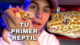 👈 Quieres Un Reptil Como Mascota VEA ESTO  Mejores Reptiles Para Principiantes 🐍  Tomas Pasie [upl. by Aseyt877]