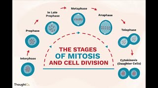 What is Mitosis cell Duplication [upl. by Hambley]