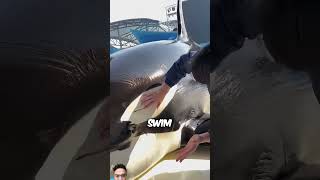 This is how an orca gets cleanedshorts viralvideo oceancreatures [upl. by Tavy]