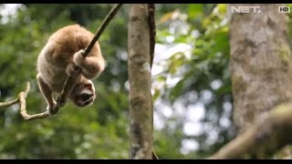 Menikmati Cerminan Surga Suaka Marga Satwa Gunung Sawal Ciamis  Indonesia Bagus [upl. by Ettelrats578]