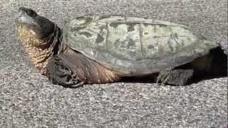 Snapping Turtle Chelydridae Chelydra serpentina [upl. by Willy]