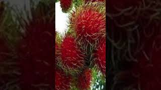 Top 3 rambuttan fruit backyardfruits gardeningadvice naturalgardening gardentips garden happy [upl. by Wootten]