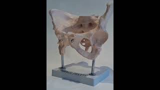 Human Anatomy Model Female Pelvis anatomy humananatomy artsy educational lunganatomy medical [upl. by Materi]