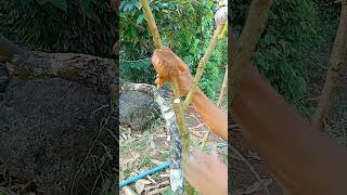 A120 Grafting fruit trees techniques grafting lemon wedges shorts easy YouTube youtubeshorts [upl. by Akeihsat]