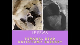 Femoral Head Ostectomy FHO in Cat [upl. by Breban]