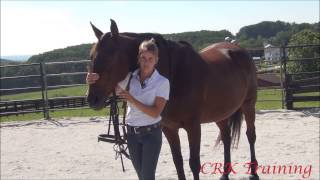 How to Bridle a Horse [upl. by Rudelson]