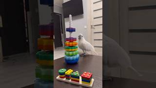 Funny and cute parrot 🤩 Who’s the boss of the house 🦜🤣 parrot cockatoo bird pets animals [upl. by Auqenat]