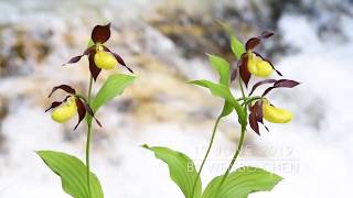 Cypripedium calceolus in situ [upl. by Kerrin]