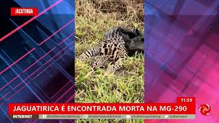 Jaguatirica é encontrada morta na MG290 em Jacutinga [upl. by Oetomit]