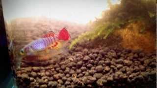 My Killifish [upl. by Atsejam]