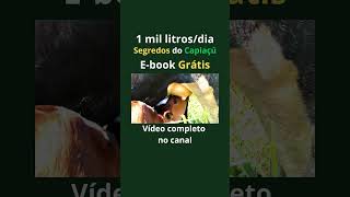 mil litros forragem gado manejo agro agriculturasustentável fazenda gadoleiteiro girolando [upl. by Odnalo]