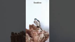 WHAT IS A SWALLOW [upl. by Cassandra]