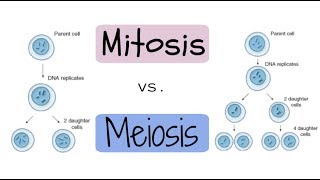 Mitosis vs Meiosis Explained [upl. by Vastah679]