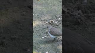 Wood sandpiper  Short video 4KUHD Birds Photography  Wild Video  Wildlife Animals [upl. by Hepzi800]