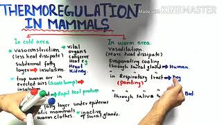 Thermoregulation in mammals  class 12 Biology [upl. by Priscilla465]