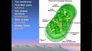 chloroplasts and mitochondria [upl. by Cariotta]