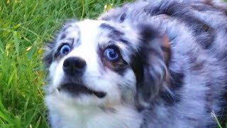 Australian Shepherd — Adorable And Hilarious Videos And Tik Toks Compilation [upl. by Uoliram]