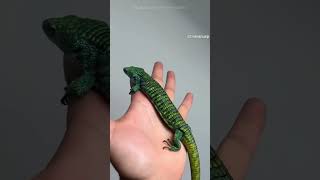 Meet the Rare Lizard Species of Mexico 🦎 [upl. by Maclaine]