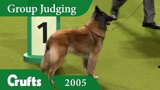 Belgian Shepherd Tervueren wins Pastoral Group Judging at Crufts 2005 [upl. by Daron]