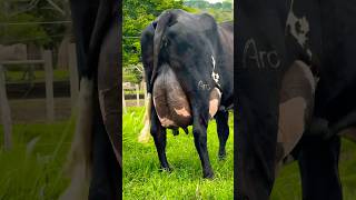 Rana Dairy Farm 🐄 Biggest Girlando Cow pkjanwarmandi cow shorts [upl. by Aneleve]