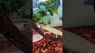 The Grumpy Chameleon lizard reptiles chameleon [upl. by Giacamo49]