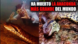 TRISTE NOTICIA Hayan MUERTA a la ANACONDA MÁS GRANDE DEL MUNDO a unos días dehaber sido DESCUBIERTA [upl. by Airemahs209]